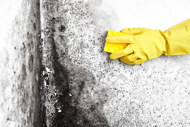 Best Crawl Space Mold Removal  in Palo, IA