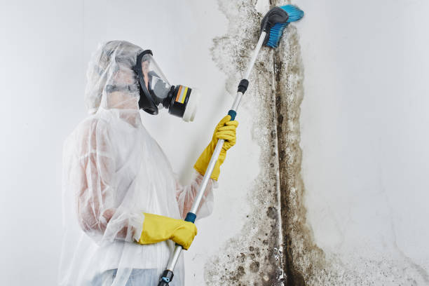 Best Toxic Mold Removal  in Palo, IA