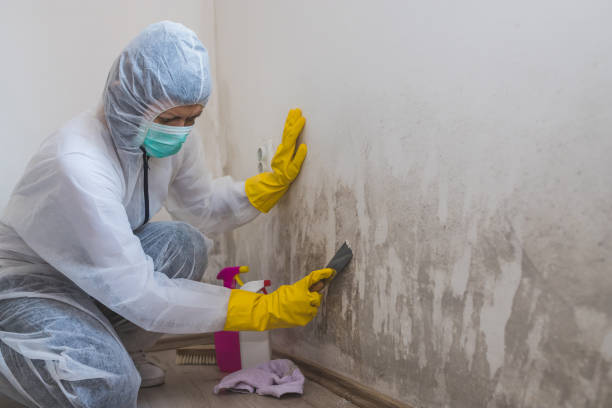 Best Toxic Mold Removal  in Palo, IA
