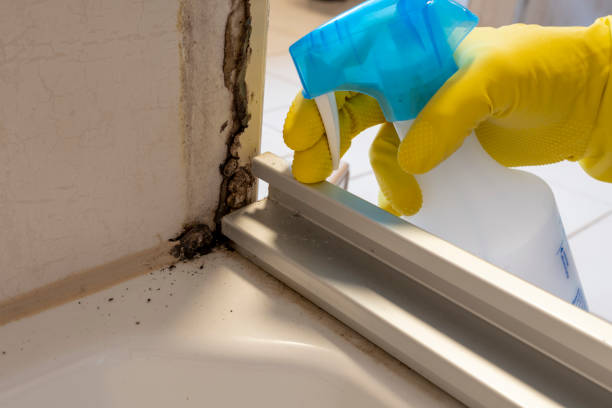 Best Attic Mold Removal  in Palo, IA
