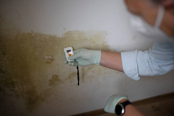 Best Commercial Mold Removal  in Palo, IA