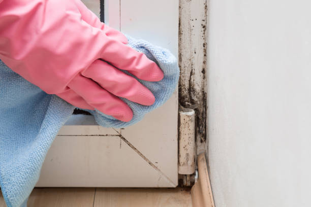 Best Residential Mold Removal  in Palo, IA